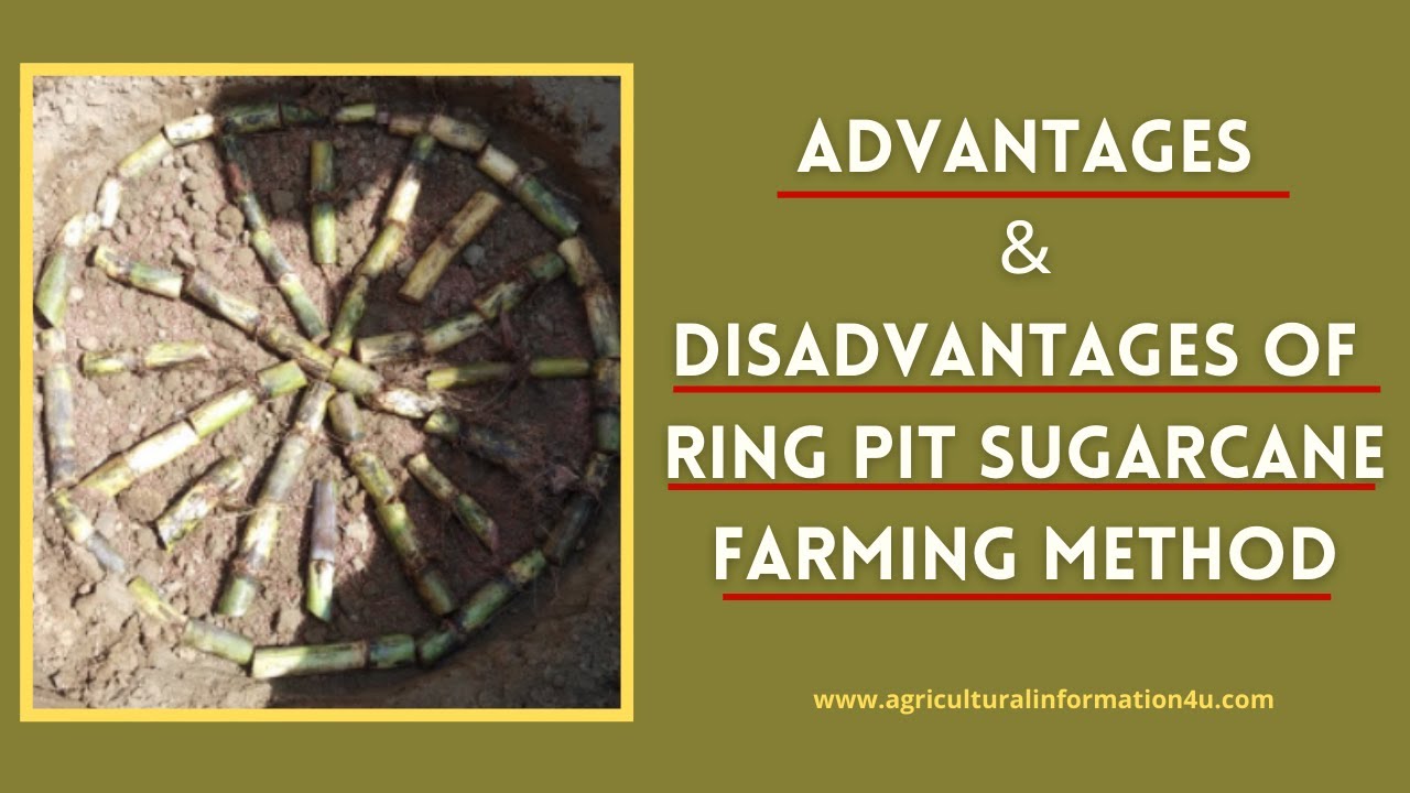 Harvesting of... - Innovative Sugar Cane Farming Division | Facebook