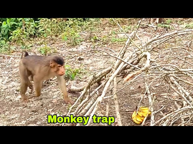 🔴 A monkey trap hidden in the ground for the monkeys can be found out class=