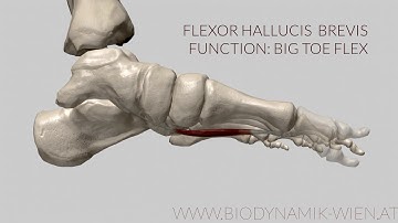 Flexor Hallucis Brevis Function: Big Toe Flex (3d Animation)