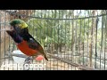 masteran kolibri ninja (konin) gacor full isian tembakan mewah