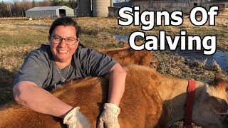 Signs Of Calving