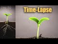 🎃 Pumpkin Growing from Seed to Flowers (120 days Time-Lapse)