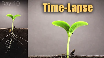 Pumpkin Growing from Seed to Flowers 🎃 120 days Time Lapse