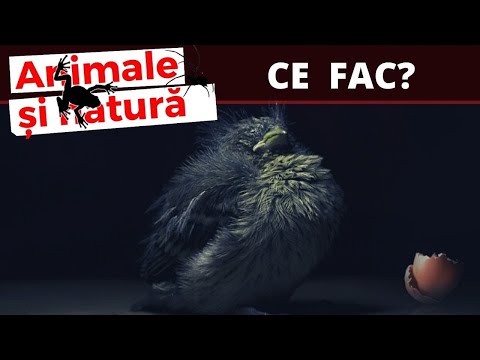 Video: Cum să ai grijă de un pui de pasăre fără pene?