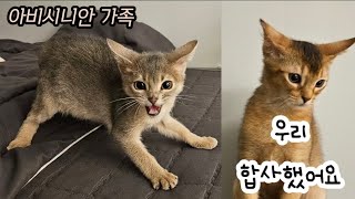 아비시니안 고양이 합사 과정 | 아찔한 첫만남 | 직진남과 밀당녀🐈‍⬛