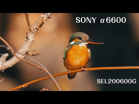 Sony A6600 + SEL200600G | Kingfisher