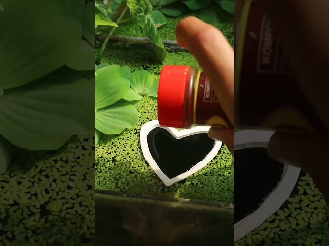 Heart Portal #aquarium #duckweed #guppy #portal class=