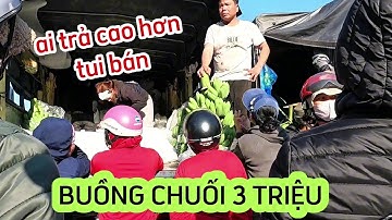 Há hốc mồm với giá chuối Tết ở tỉnh Quảng Bình