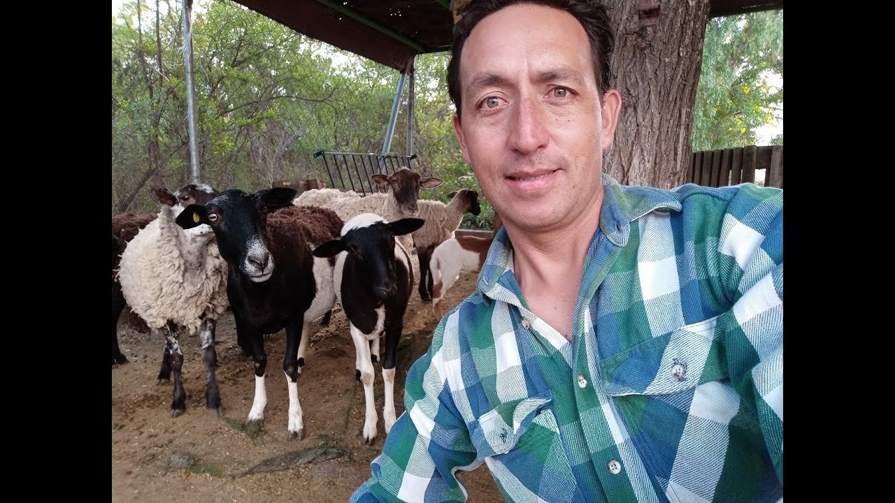 ECONOMIZAR EN ALIMENTO PARA BORREGAS!!