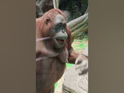 Орангутан, не выспалась - YouTube