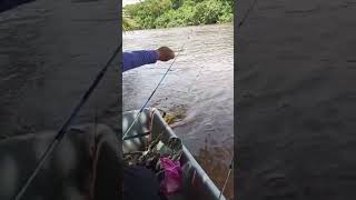 cari gorgon, strike tuntung pulak #fishing #birds #boat #wildlifematters #fishboat #nature