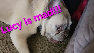 The Toy Is Stuck And Your Not Helping! Sassy Frenchie!! by Spoiled Puppers 1,016 views 1 month ago 1 minute, 4 seconds