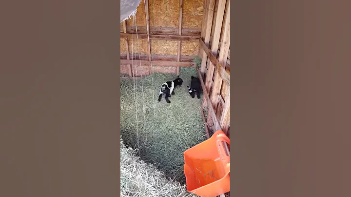 Diane's baby goats