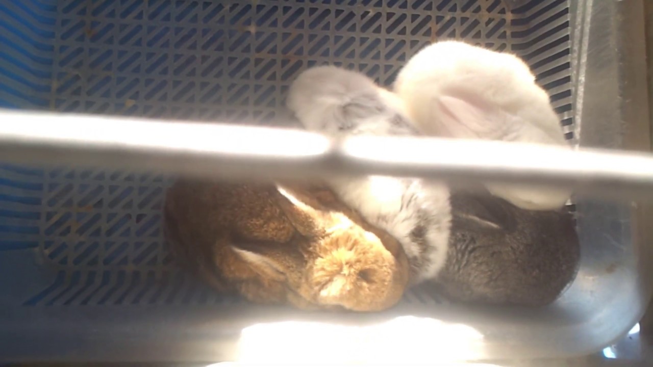 طريقة التعامل مع صغار الأرانب في عمر أسبوعين