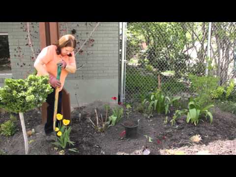 How to Remove Tulips After Blooming : Grow Guru