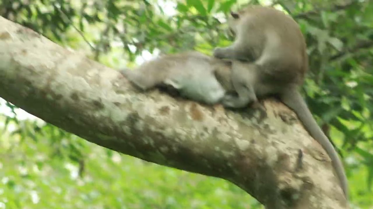 Monkey King Loki  Look Care Monkey Violet on Ka ghouk Tree/ MA-D.626