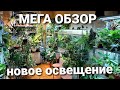 МЕГА ОБЗОР РАСТЕНИЙ / СВЕТОДИОДНЫЕ ЛЕНТЫ ДЛЯ РАСТЕНИЙ /ЛАМПА MARS HYDRO TSL 2000