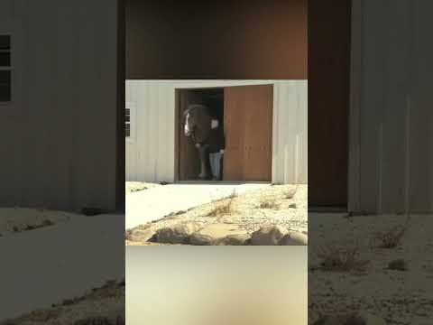 ¿Cuál es el caballo más grande que jamás haya existido?
