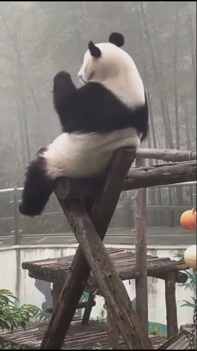 panda sedih