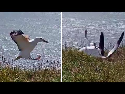 Pechvogel im Landeanflug: Bruchlandung in Livestream macht Albatros 