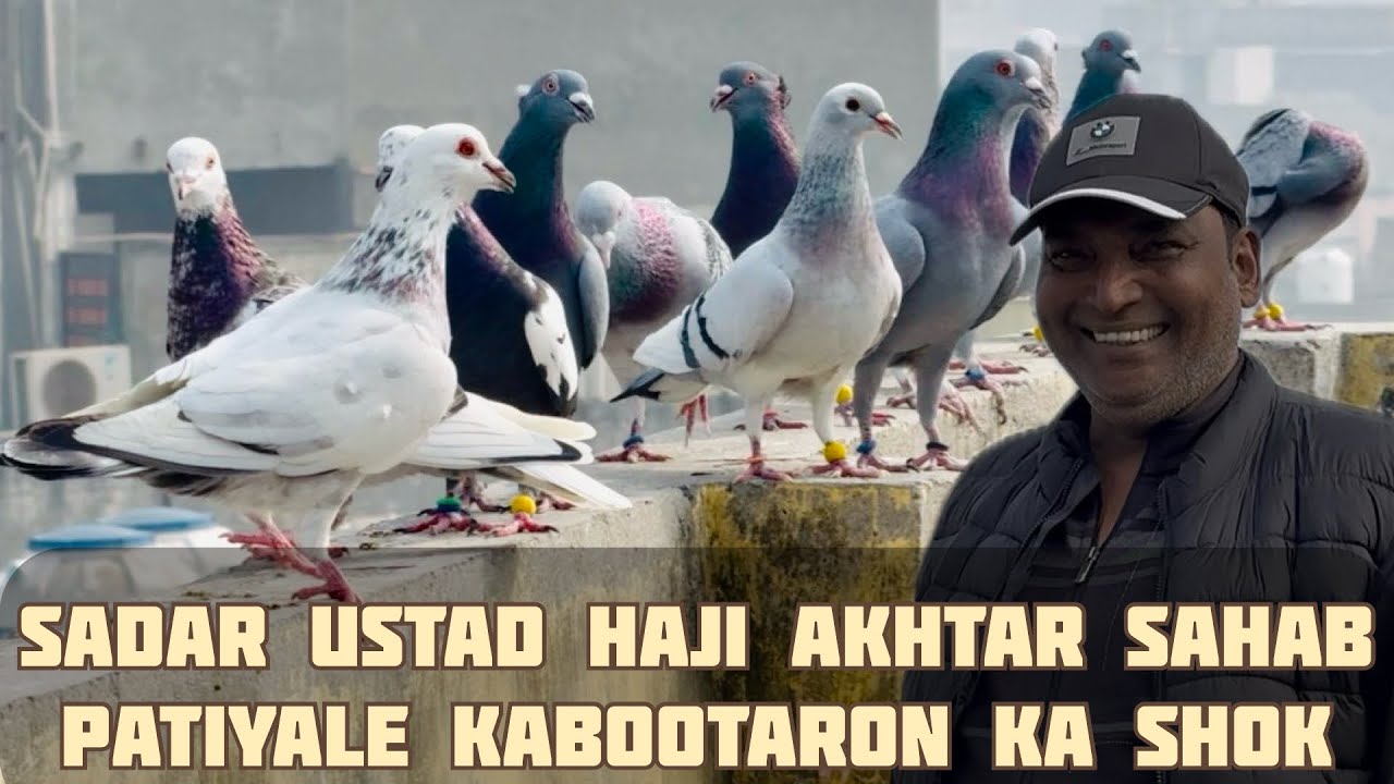 सदर उस्ताद हाज़ी अख़्तर साहब के पटियाले कबूतरों का शोक || दिल्ली इंडिया 🇮🇳 || 