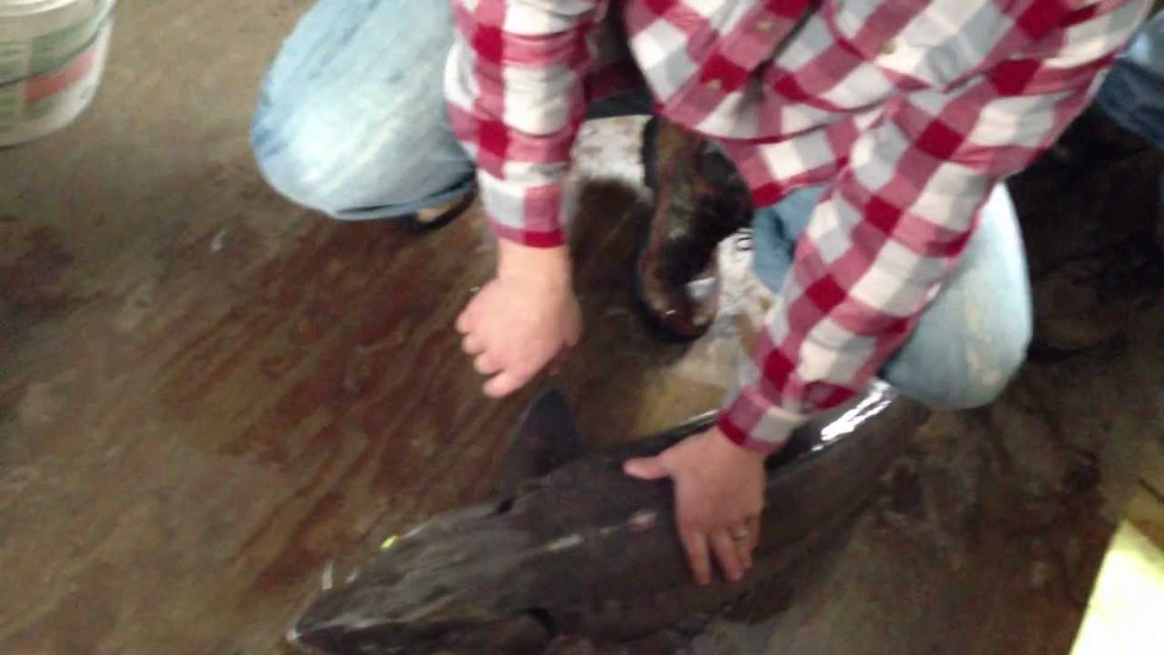 Giant Lake Sturgeon ice fishing. (Language Warning)