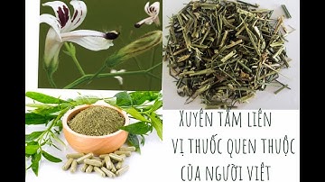 Xuyên Tâm Liên | Công dụng & cách dùng thế nào???