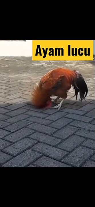 ayam bisa salto #hiburan