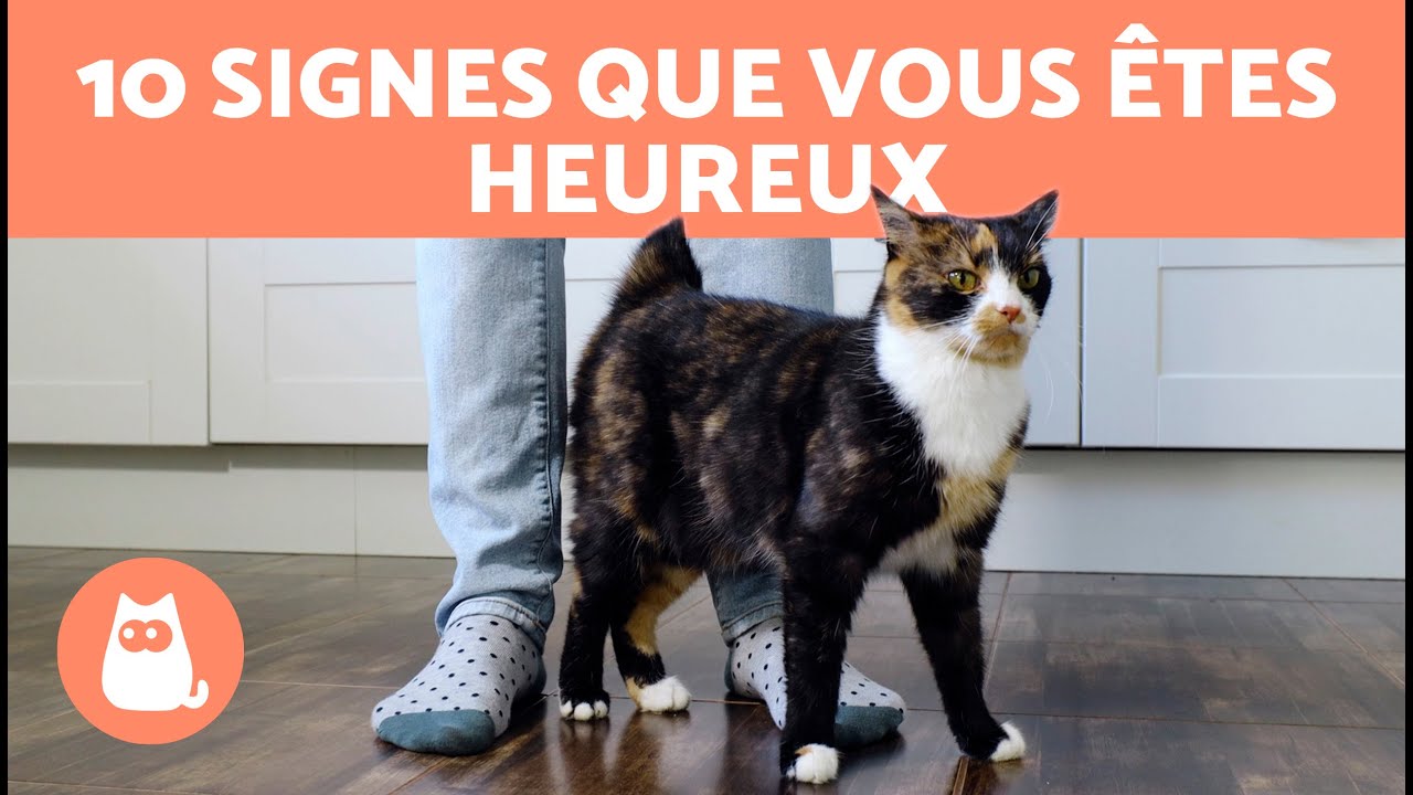 10 signes qui montrent que votre chat est stressé !