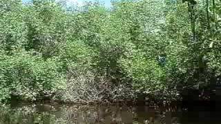 Exiting North Creek In Sarasota