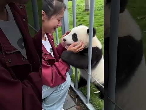 GunGun the Panda Keeps Getting Into Trouble! 🐼😂#panda   #funnypanda  #cuteanimals