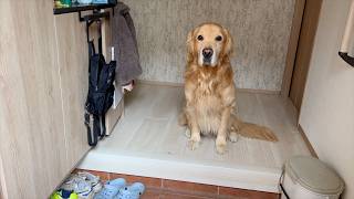 早く帰ってきたときはいつも、旅館のおかみさんのような佇まいで出迎えをしてくれる愛犬w