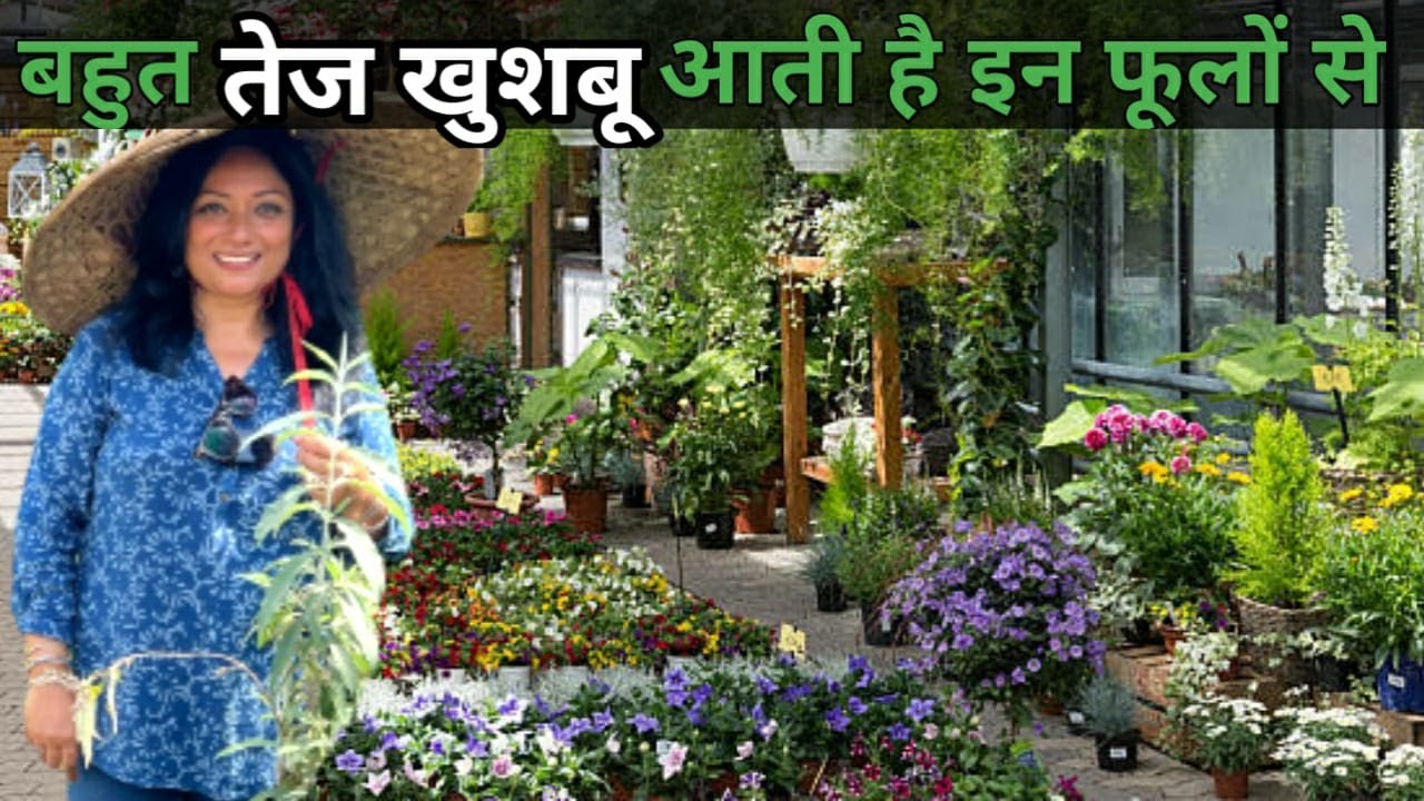 इन फूलों में बहुत तेज खुशबू आती है इतनी ताकत है कि चार गली दूर तक इसकी खुशबू जाती है