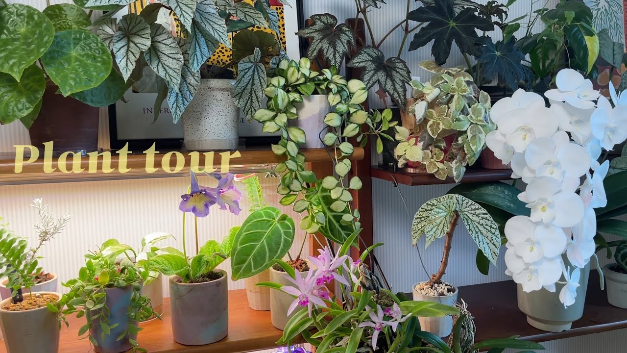 향기 가득한 꽃이 계속 피는 식물방