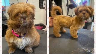 Annie the Shih Tzu’s 1st Groom! by CleanClipColor 74 views 9 months ago 13 seconds