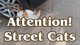 Wild Street Cat Chasing. 🐈🎥😻 by Exciting Cats 7 views 12 days ago 1 minute, 12 seconds