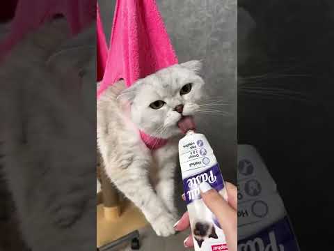 How to trim your cat`s claws - YouTube