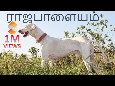Rajapalayam Dog | ராஜபாளையம்  நாய்கள்  | Storyboard | தமிழ்