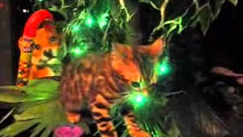 Watch the video about Bengal Balboa & Savannah JB play & Tip Christmas Tree