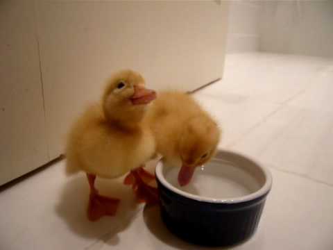 two cutest baby ducklings