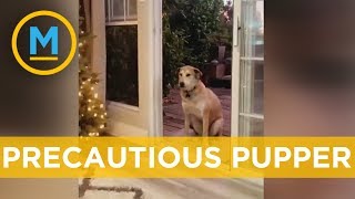 This hilarious dog doesn't understand screen doors | Your Morning
