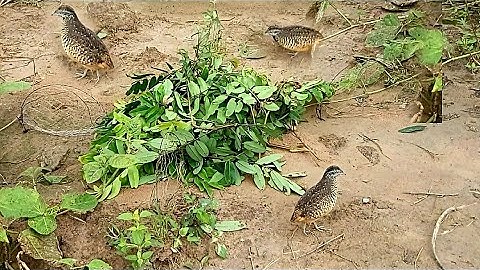 Bẫy chim cút cực nhanh 2024 | Bẫy chim