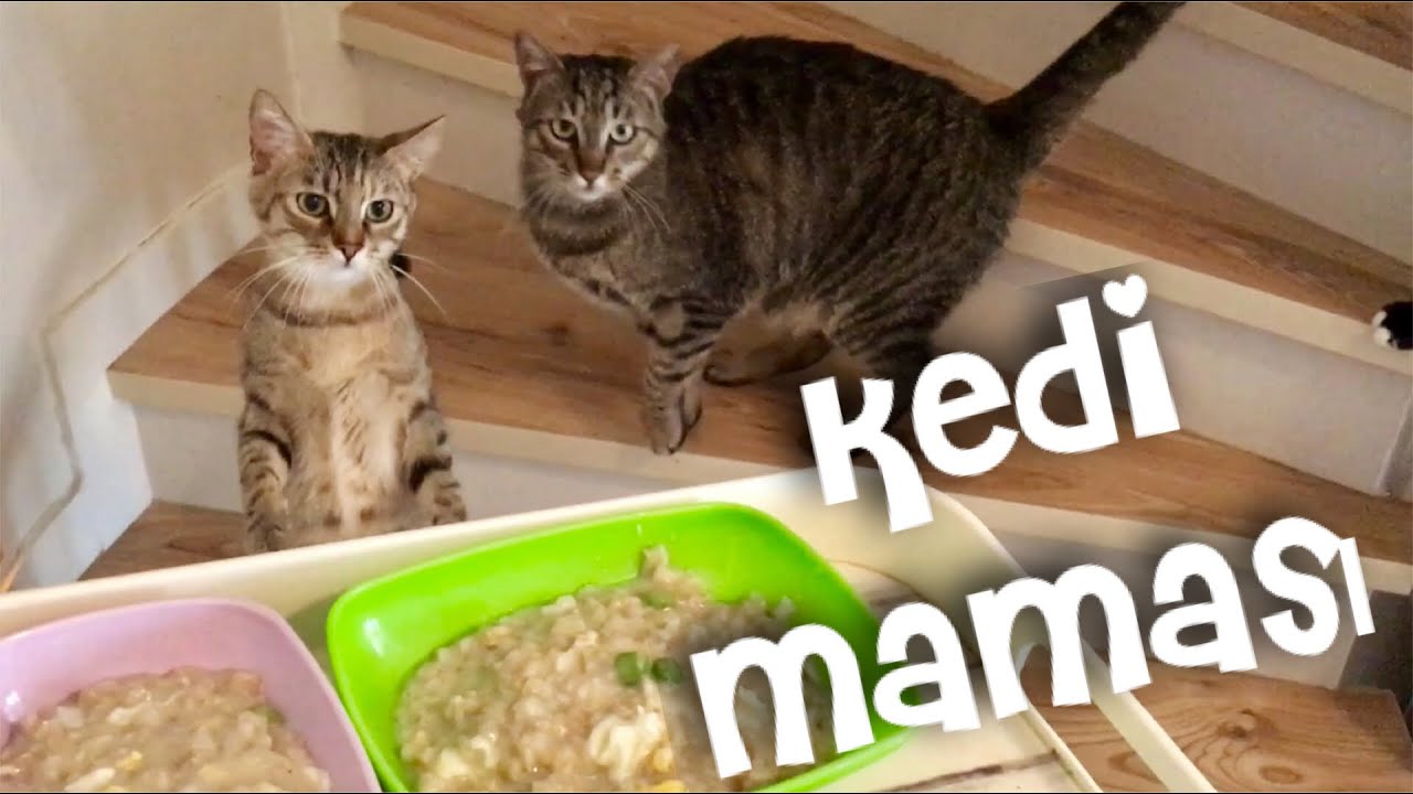 Kedilere mama hazırladık ) Eğlenceli kedi videoları YouTube