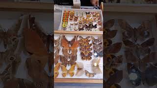 Еще бабочки на выставке ярмарке насекомых &quot;Энтотерра&quot;