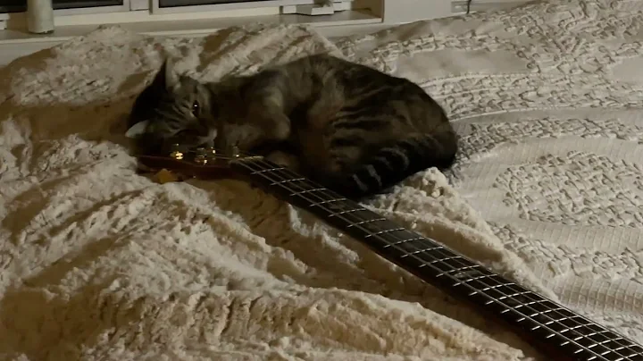 Artemis the Cat with my Alembic Stanley Clarke Bro...