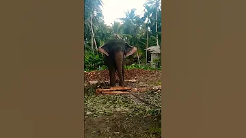 #shortsvideo #lifestyle #jungle #elephant #viral #eliphant