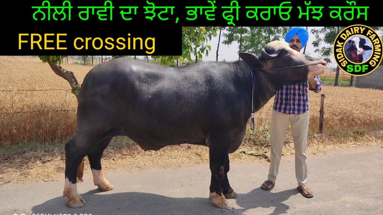 Neeli Ravi Bull for sale, ਨੀਲੀ ਰਾਵੀ ਝੋਟਾ ਵਿਕਾਊ