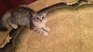 Очень милый пушистый просто мимишный котик проходит курсы самообороны для дольнейшей службы в ФСБ)!! Очень милый пушистый просто мимишный котик проходит курсы самообороны для дольнейшей службы в ФСБ)!!
