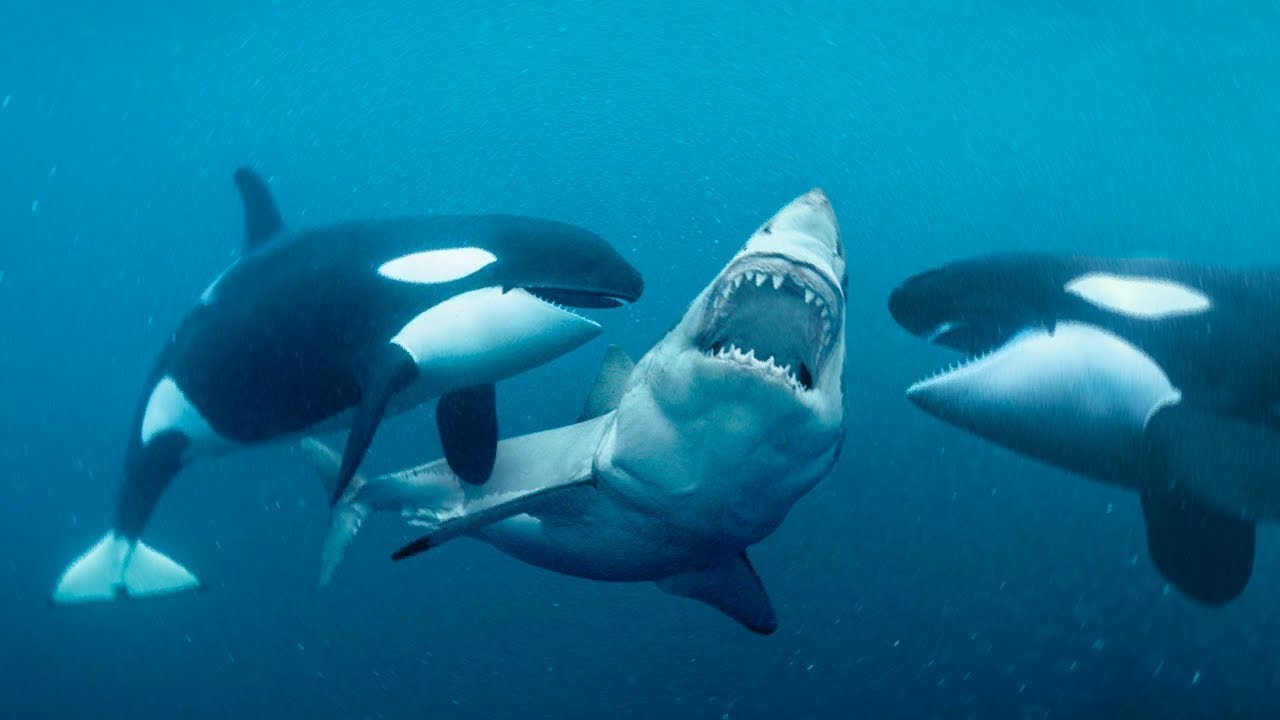 لهذا للسبب الحوت القاتل يمكنه قتل سمكة القرش بكل سهولة !!