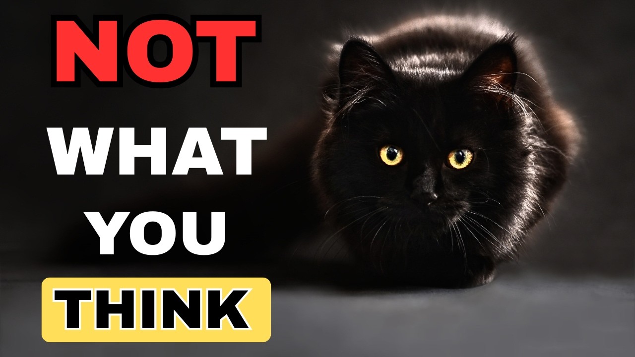 Stop Believing These Black Cat Myths!